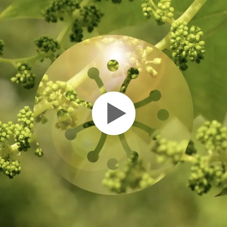 Développer une image de marque autour du vin avec une direction artistique solaire et lifestyle